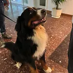 Ai Pini Hotel 3*