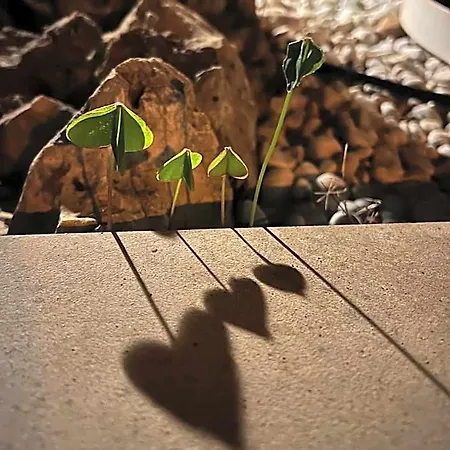 Ai Pini