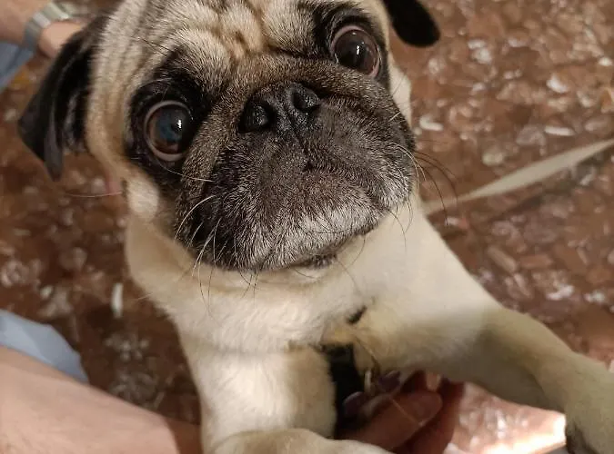 Ai Pini Отель Градо